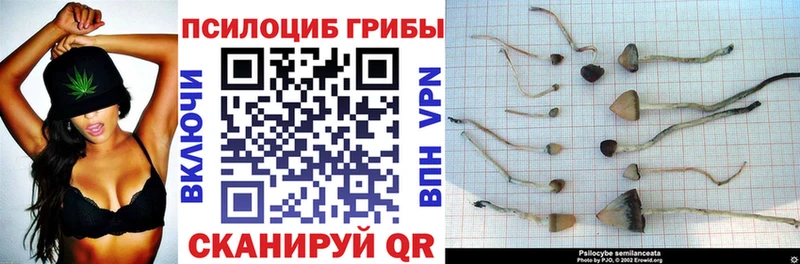 купить наркотик  Дрезна  Галлюциногенные грибы Cubensis 